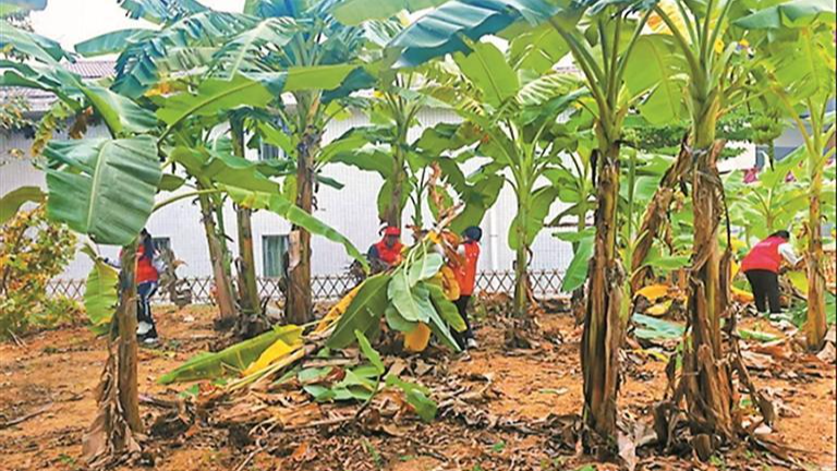 福利院这片香蕉林真怡人