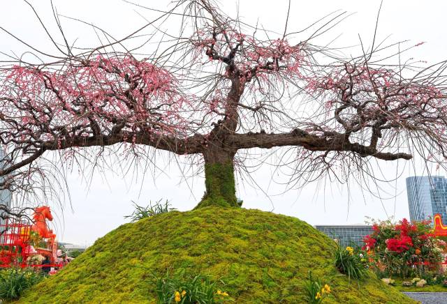 276岁古梅亮相大湾区：傲梅报春迎五福，马跃鹏城春万里