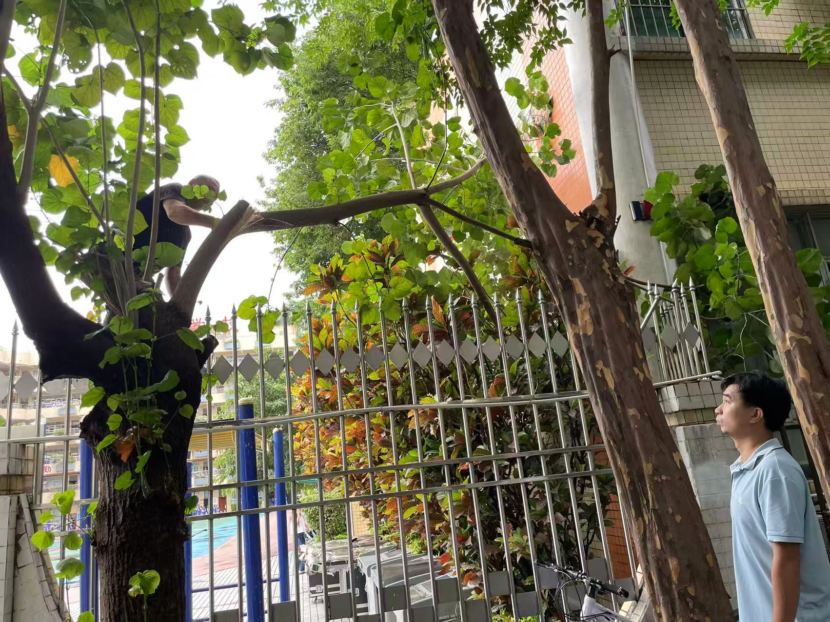 隐患清零护通行！福海街道稔田社区快速清理断枝守护学子放学路