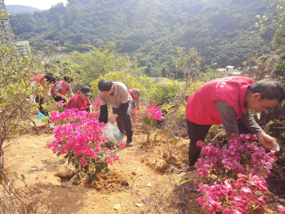 从春天出发，在这里推窗见绿推门闻花香！石岩三祝里社区打造花园式城中村项目正式启动