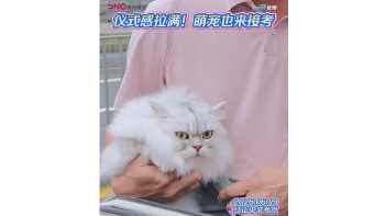 湾视频｜接考仪式感拉满！萌猫也来了