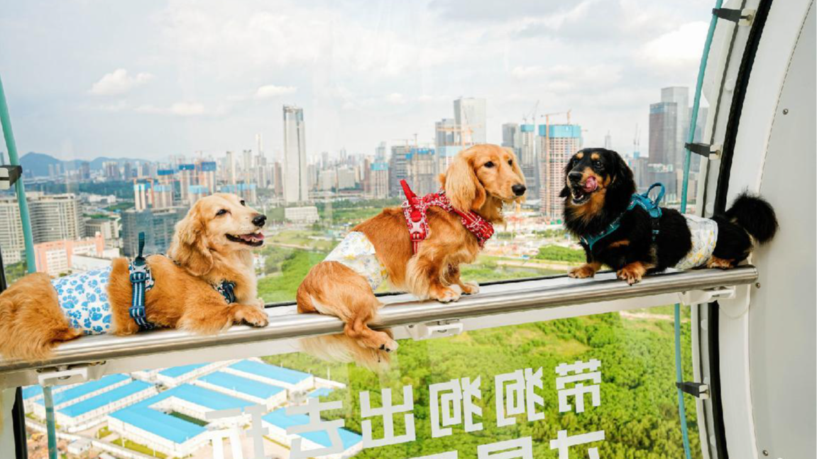 宝安区宠物产业高质量发展大会成功举办