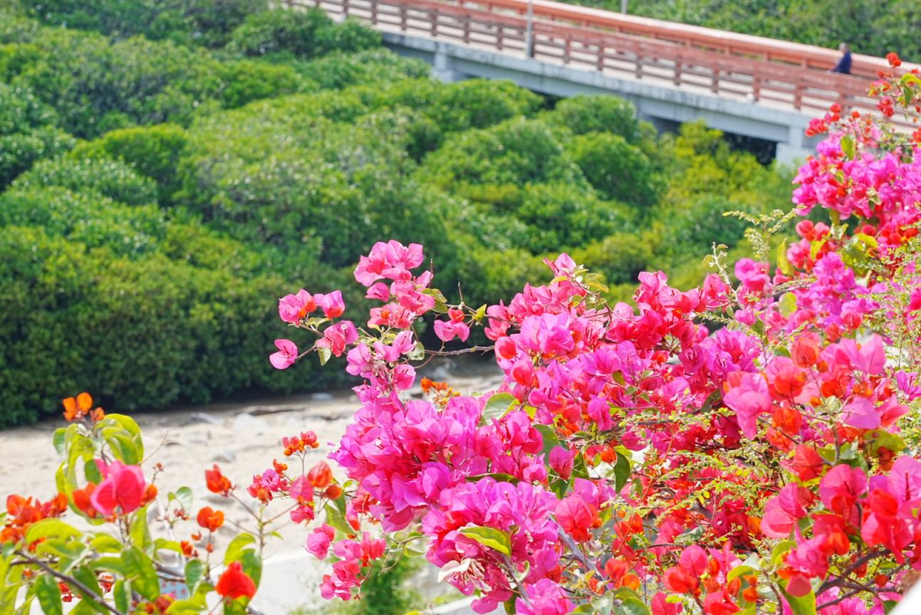 春日赏花好去处！宝安西乡金湾大道簕杜鹃盛放
