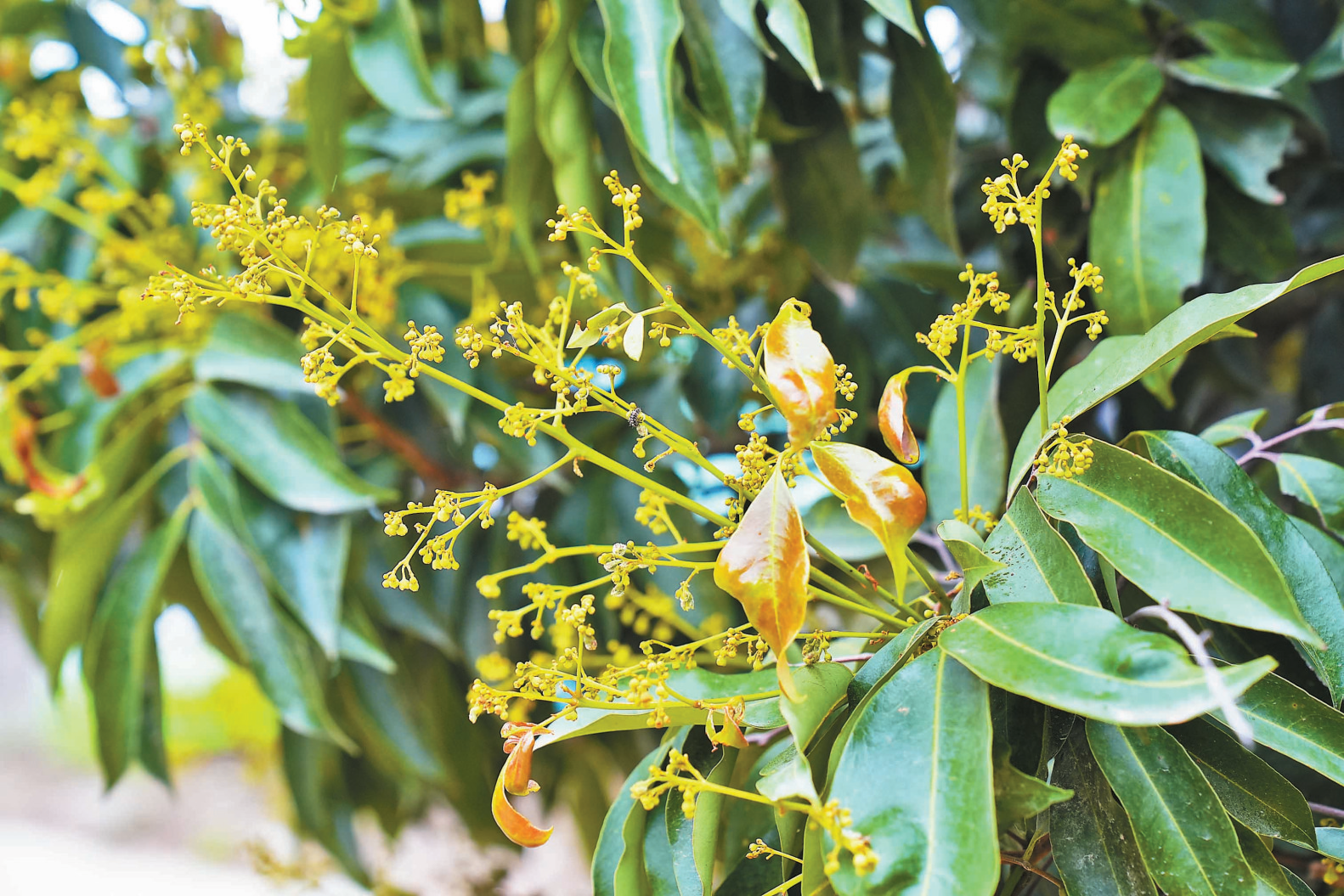 全网刷屏“荔枝小年”，宝安黄田荔枝今年收成如何？记者实地探访→