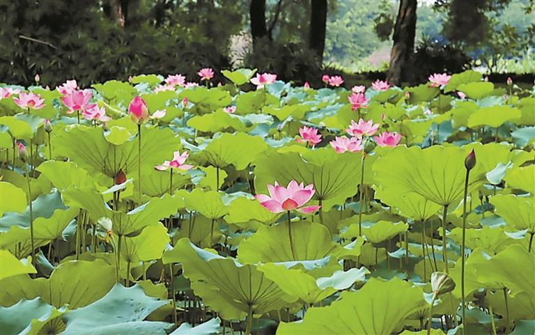 明湖公园荷塘进入盛花期，荷花摄影大赛即日启动
