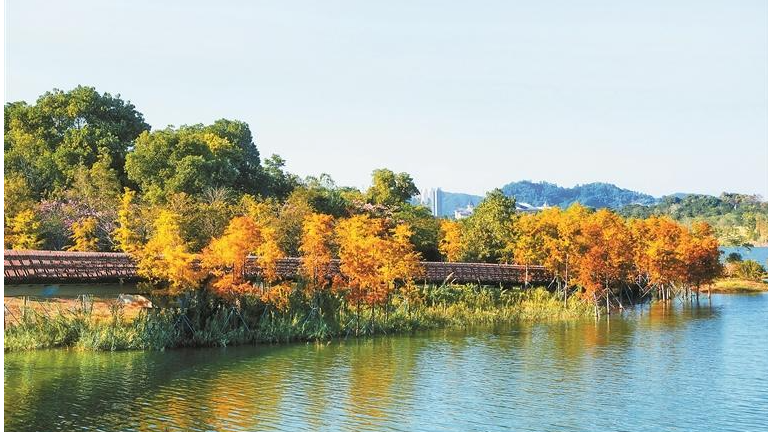 落羽杉正红的九围湖湿地公园拿大奖了