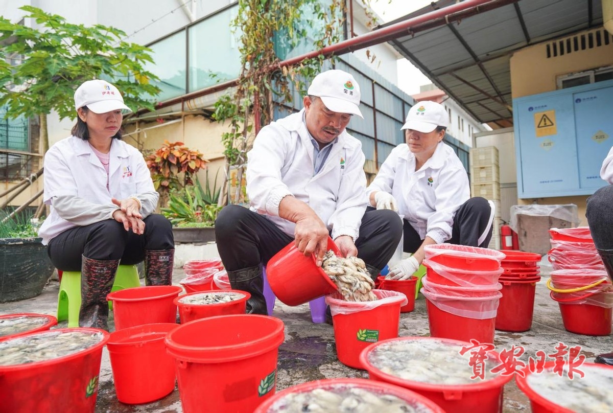 深圳er有口福啦！肥美沙井蚝上市！