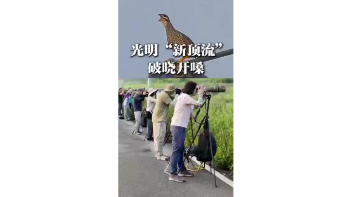 湾视频（8）｜光明“新顶流”破晓开嗓
