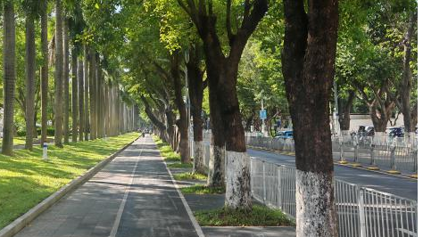 从“有”到“优”！满城青绿映新安，一街一景皆诗意