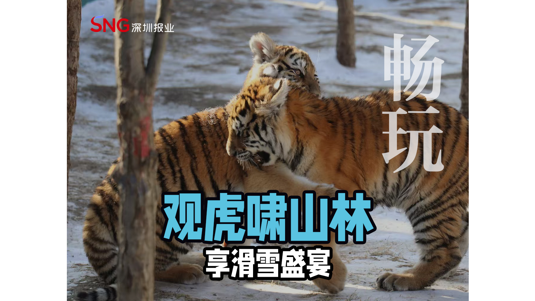 湾视频 | 观虎啸山林 享滑雪盛宴