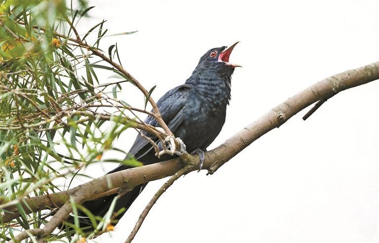 登上热搜的“深圳市鸟”噪鹃，终于正面回应了！