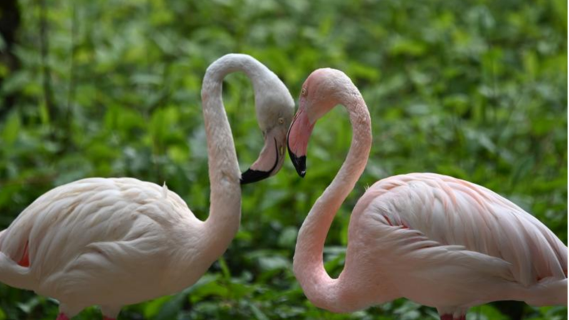动物“花式求偶”萌萌哒！深圳野生动物园春意盎然