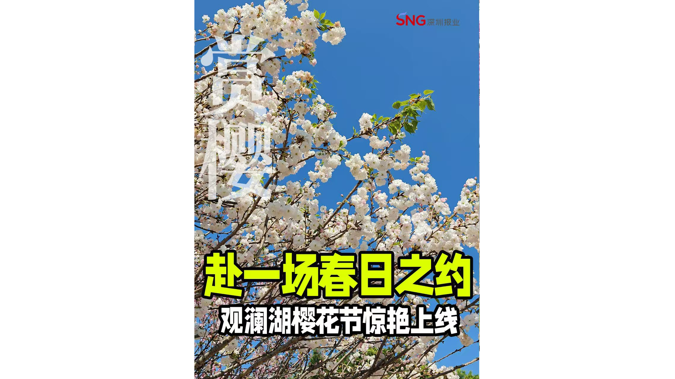 湾视频｜赴一场春日之约 观澜湖樱花节惊艳上线