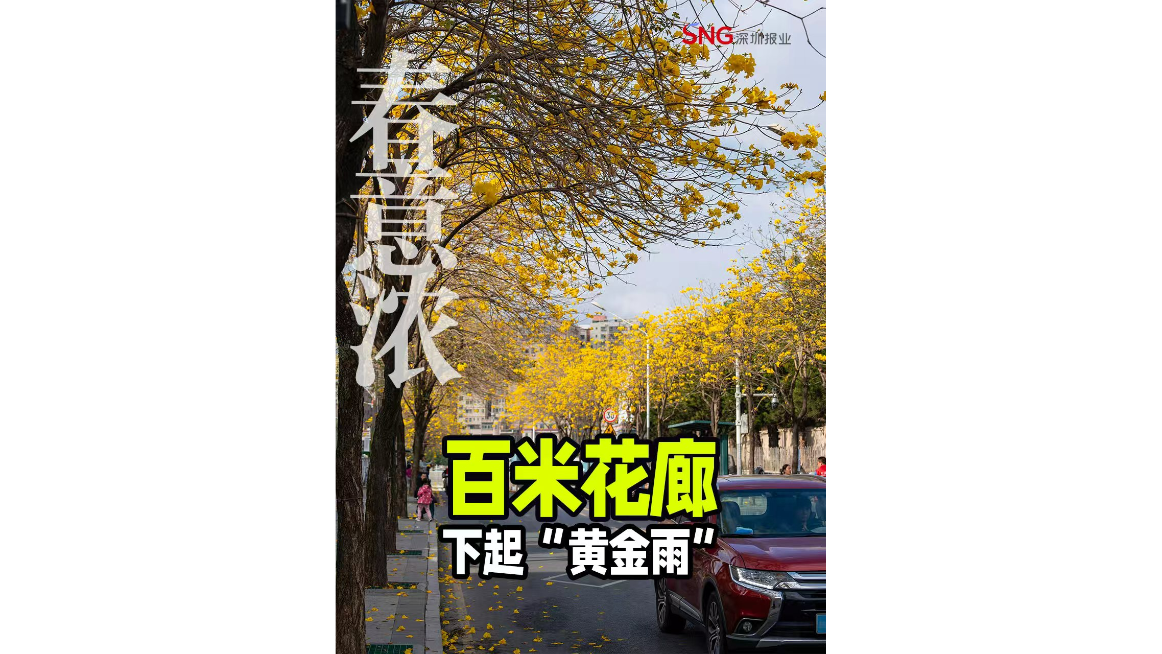 湾视频｜百米花廊下起“黄金雨”