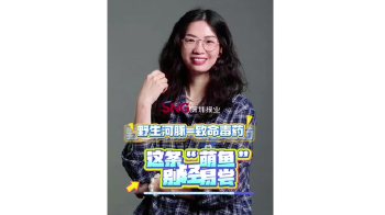 湾视频｜野生河豚=致命毒药，这条“萌鱼”别轻易尝