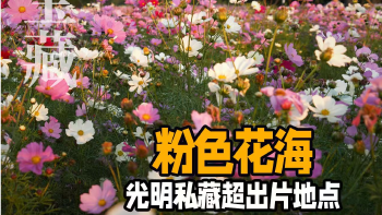 湾视频 ｜ 光明私藏的超出片粉色花海