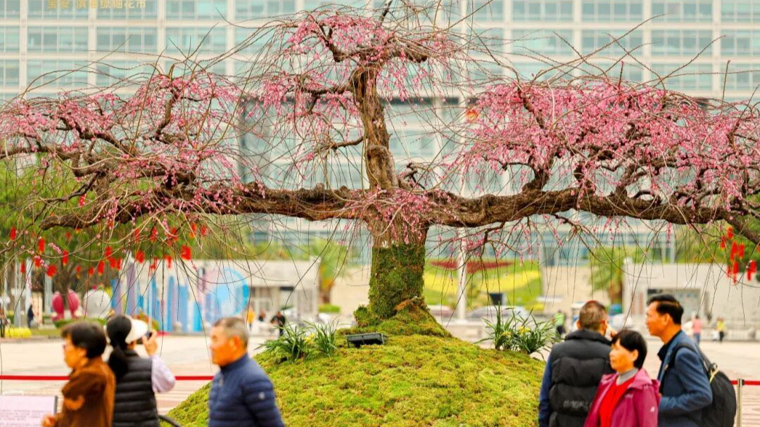 276岁古梅撤展归养，宝安新春花展继续陪你闹元宵
