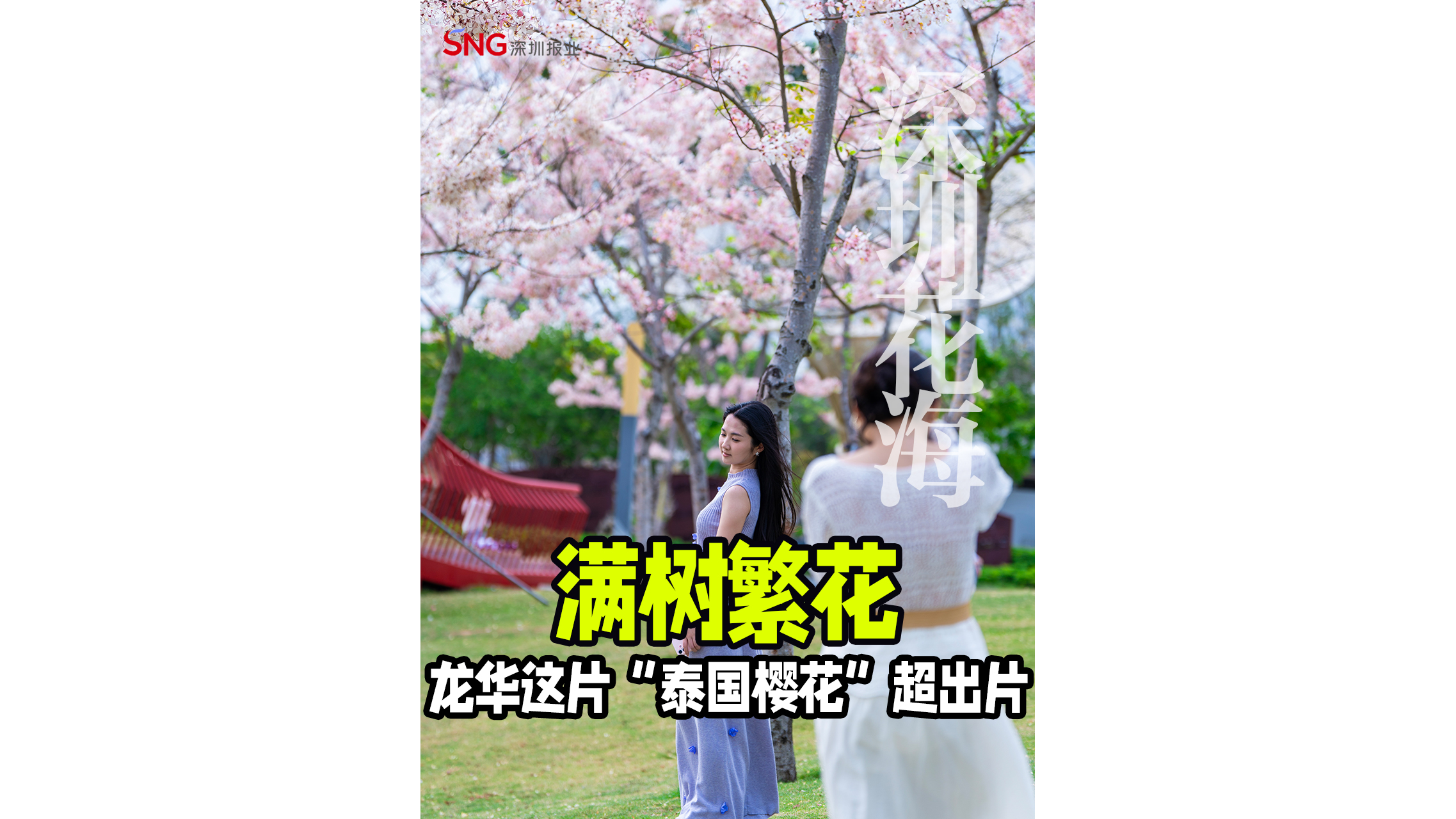 湾视频｜满树繁花 龙华这片“泰国樱花”超出片