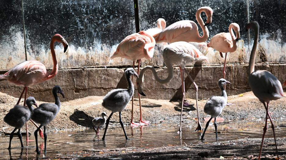 深圳野生动物园火烈鸟“萌宝”齐亮相